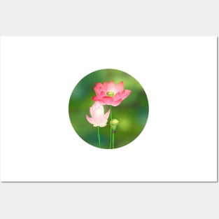 Minhwa: Lotus Flowers C Type Posters and Art